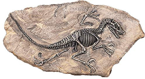VOANZO Statue de fossile de dinosaure en résine - Modèle de squelette simulé - Décoration pour la maison ou le bureau