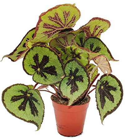 Exotenherz Blatt-Begonie - Begonia masoniana Mountain - braune Blätter mit Zeichnung- 15cm Topf