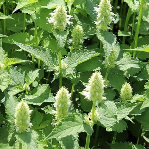 6x Duftnessel 'Alabaster' - Agastache rugosa 'Alabaster' - Topf 9x9cm - Weiß blühende Staude für Garten