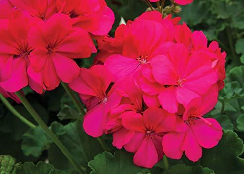 Generic Fresh 100 Pcs Geranium Flower Seed for Planting Dark Pink 1