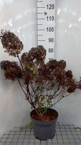 Hydrangea pan. 'Phantom' - Hydrangea Paniculata 60-80 cm en pot