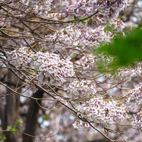 PaulowniaSamen, Paulownia Tomentosa, baumsamen pflanzensamen zimmerpflanzen gartenpflanzen winterhart 30pcs