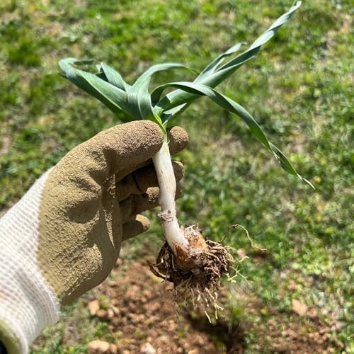 semillas de puerro orgánicas - jardín balcón raro decorativas 500pcs