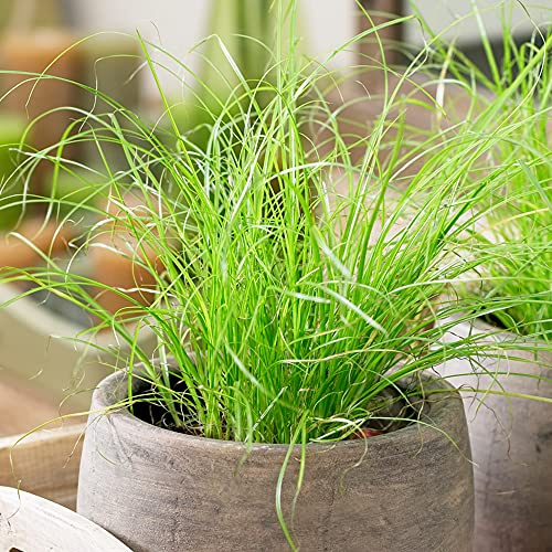 1 x Cyperus Zumula Katzengraß im Verkauf| Ideale getopfte Pflanze für Katzen