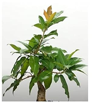 Stk - 10x Ficus ingens Baum Garten Pflanzen - Samen ID1333 - Seeds & Plants Shop by Ipsa