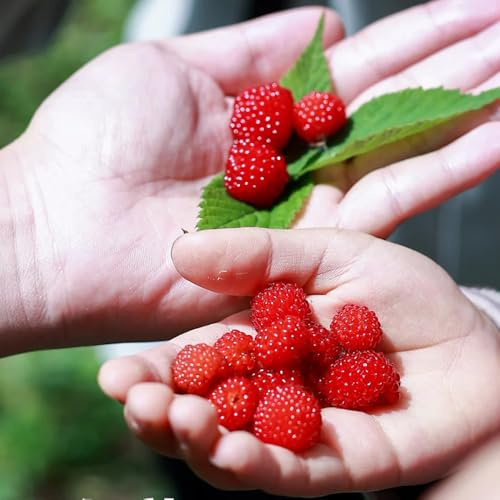semillas de fresa silvestre perenne, para lugares soleados de fresa silvestre de jardín perennes resistentes orgánicas, 150pcs
