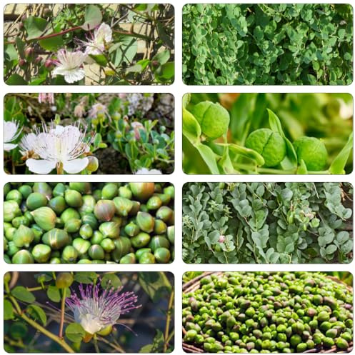 cappero capparis spinosa di interni esotici balcone resistenti perenni resistenti saporoso semi selvatici 25pcs