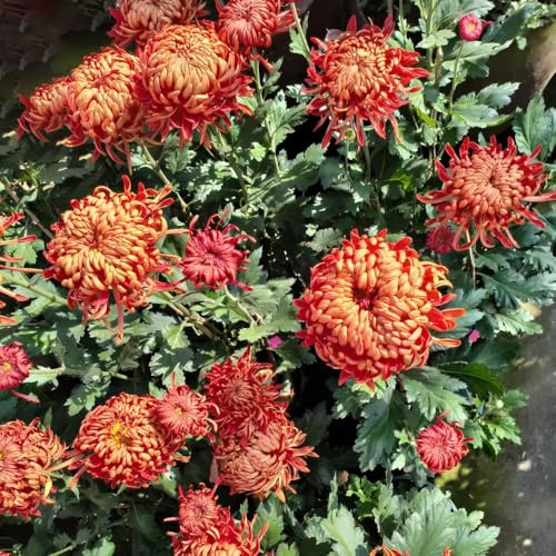 chrysanthemen - blumensamen sommerblumen schmetterlingswiese wildblumenwiese mehrjährig gartenblumen mehrjährig winterhart bonsai topf hochbeet für balkon 150samen