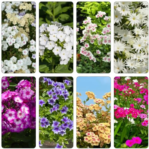 semillas Phlox de alfombra - flox subulata prado de silvestres, siembra de otoño, perenne decorativa cama elevada jardín reverdecimiento tejados otoño resistentes oficina interior 350pcs