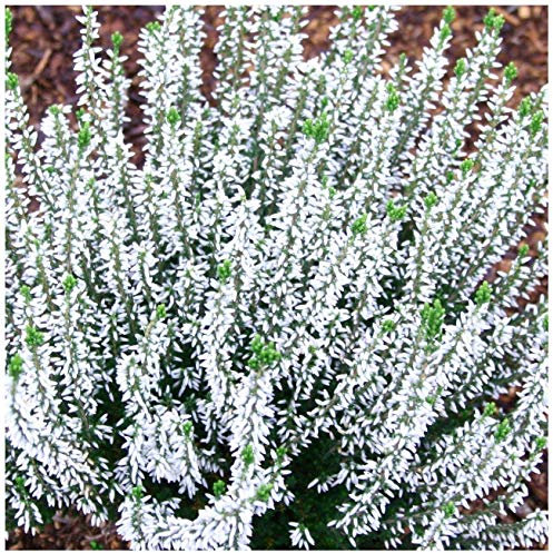 GrowOn Shrubs [x4] Scottish Heather Calluna Vulgaris 'Spring Cream' | Multi-Pack | Evergreen Shrubs | Outdoor Garden Ready Plants | Summer and Autumn Flowering | White Flowers