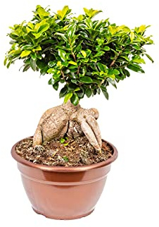 Bonplants Bonsai Ficus Ginseng Microcarpa o Retusa, Pianta Vera Ornamentale (Vaso 25, h 60 cm)