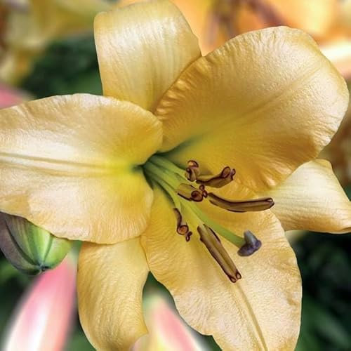 Set 10x Lilienzwiebeln Baumlilie Riesenlilie Lilium Knollen Zwiebeln Saltarello Orange