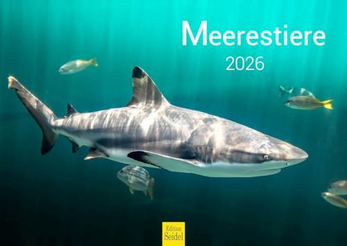 Edition Seidel Calendario premium de animales marinos 2026, formato DIN A4, calendario de pared, calendario de animales, delfines, ballenas, tiburones, medusas, tortugas, rayas, payaso, corales, peces