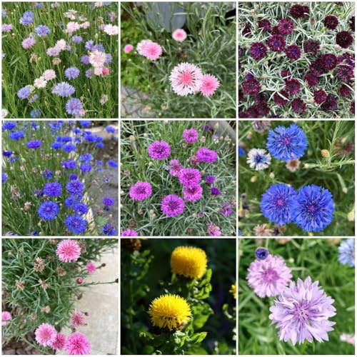 semi di fiordaliso perenni resistenti, giardino roccioso resistenti to decorazione autunnali per luoghi soleggiati 100pcs