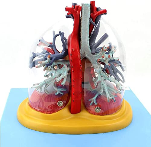 UIGJIOG Menschliches pulmonales Airbreak-Typ-Modell, Brustchirurgie-Herzkrankheit Medizin-Atmungssystem, medizinisches Bildungsmodell für menschliches Analyse