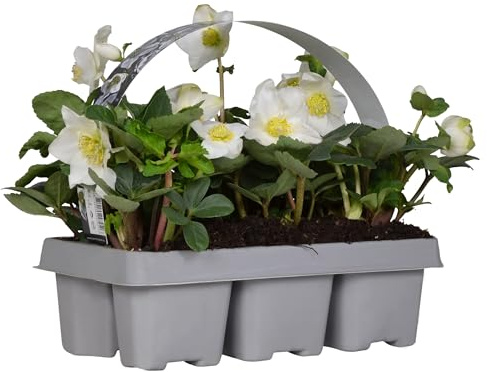 Bloomique - 6er Set - Helleborus Niger - Christrose - Schneerose - Pflanzen Echt - Winterblüher - Höhe 15-20 cm - Topf 9 cm