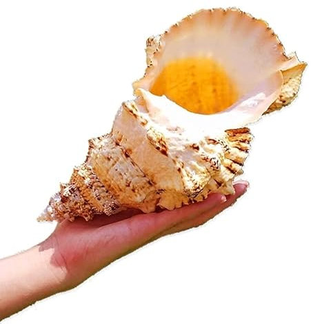 1 pièces naturel grande coquille de conque de mer Jinkou Dawa escargot pierre spirale blanc corail étoile de mer ornements peut souffler aquarium paysage collecte à domicile ( Color : 27-29cm Base )