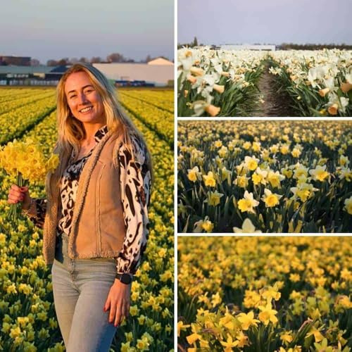 Bulbos de narciso Little Beauties Mix - 100 bulbos de flores - tamaño del bulbo 10/12 - mezcla de blanco, amarillo y naranja, flores pequeñas y medianas, floración primaveral, resistente al invierno -