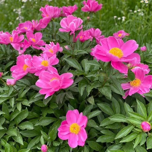 bulbi di peonia resistenti - tappezzante giardino serra balcone decorazione 1pcs