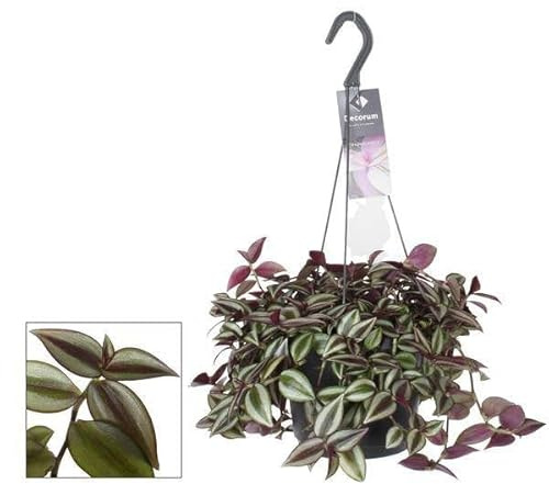 Zebrakraut Tradescantia Zebrina Purpusii – Zimmerpflanze – Ø17cm – 30cm – Farbintensive Hängepflanze mit gestreiften Blättern – Pflegeleicht & dekorativ