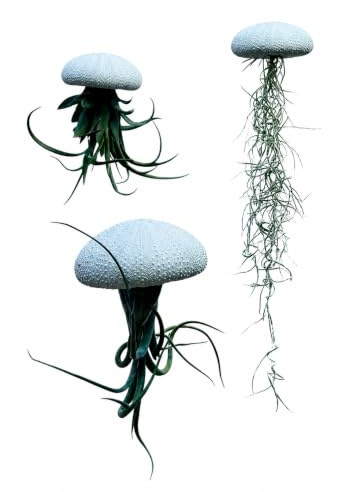 Set de 3 Medusas con Erizos de Mar Blancos Alfonso y Tillandsias – Musgo Español Natural – Decoración Colgante Artesanal – Cultivo de Bromelias