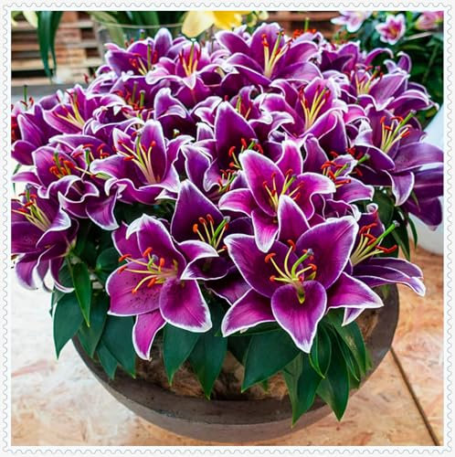 Lilienzwiebeln, Blumenzwiebeln,Frische Luft, Blumenzwiebeln, Winterhart MehrjäHrig,Temperament,Riesenlilien Baumlilien Winterhart MehrjäHrig,Gartenpflanzen-8zwiebeln-C