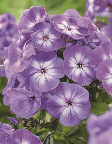 Hoher Phlox paniculata Laura Flammenblume1 Wurzelstück Winterhart Staude