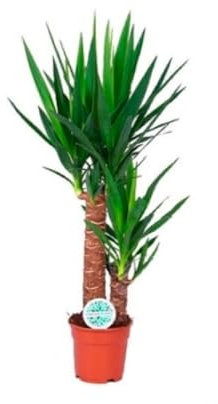 Yucca, yuca. 50-60 cm. Planta natural resistente con hojas alargadas y puntiagudas. Segura Garden.