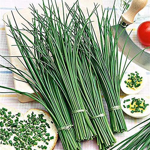 Buy4Seeds 10000 Seeds Sweet Chinese Garlic Chive Herb Seeds UK Harvested Organic China Chives Seed Herb Garlic Easy to Grow