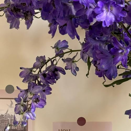 rittersporn, gartenblumen, kräuterpflanzen delphinium frühlingsblume, steingartenpflanzen winterhart blumenwiese 250samen