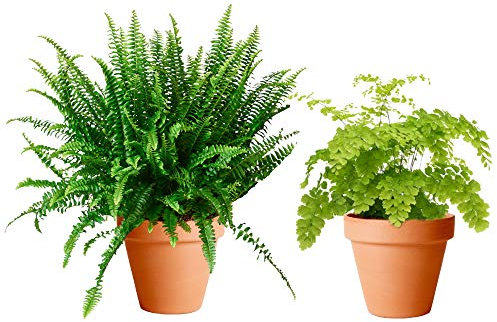 Pack Helecho Espada + Helecho Delta con Maceta de Cerámica Plantas de Interior Naturales para Decorar el Hogar