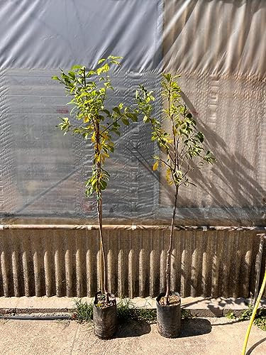 Piante di Susino, diverse varietà, (foto reale) altezza 150 cm, età 2 anni (Susino Angeleno)