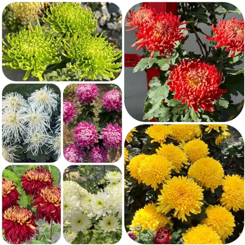 semi di crisantemo resistenti primaverile, selvatici crisantemo decorativi resistenti al balcone all'esterno biologici per aiuola, 100pcs