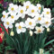 Narzissen blumenzwiebeln winterhart mehrjährig,narzissen weiss,selten,Bepflanzung im Innen-und Außenbereich,narzissenzwiebeln Rosa,narzissen knollen.-4 zwiebeln-H