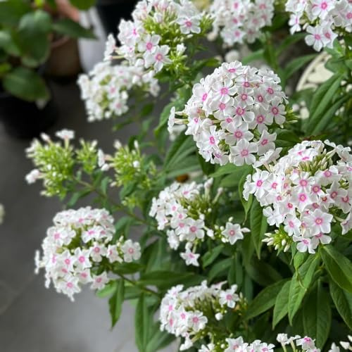 Phlox de alfombra - flox subulata semillas de decorativa jardín interior verano semillas exóticas trepadora decoración 1200pcs