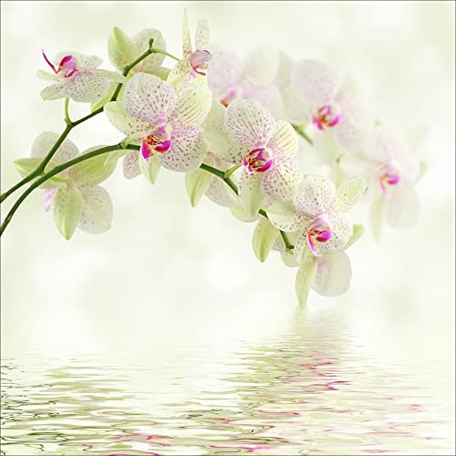 Stickers muraux déco : orchidée Blanc Dimensions: 70x70cm