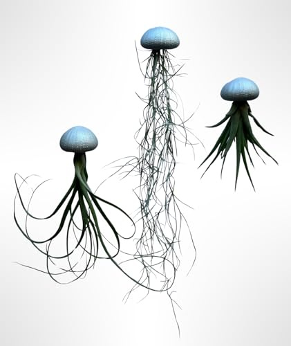 Set di 3 Tillandsia Medusa con Ricci di Mare Color Argento – Piante Aeree Vive – Decorazione Naturale da Interno – Regalo Originale – Airplants – Trendyairplants
