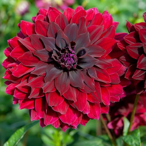 Five Dahlia 'Rip City' Tubers (Semi Cactus Type) Free UK Postage