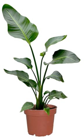 Strelitzie Strelitzia nicolai | XXL Zimmerpflanze 100–110 cm hoch | mit 2–3 Trieben im 21 cm-Topf | Pflegeleicht für Wohnzimmer, Büro oder Balkon | frisch aus der Gärtnerei | Green Me Up