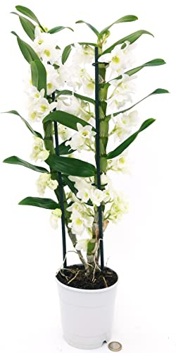 POWERS TO FLOWERS - DENDROBIUM NOBILE BIANCO, VASO 12CM DIAMETRO, pianta vera