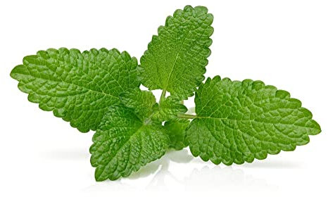 Herb Plants, Lemon Balm, Medicinal Herb, 2 x Full Plants in 9cm Pots, Kitchen Herb, Garden Ready, Premium Quality Herbs