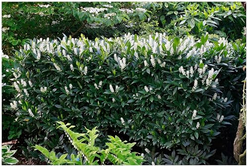 Stauden Gänge 10 x Prunus laurocerasus 'Otto Luyken' Kleiner Kirschlorbeer | Winterharte Heckenpflanze für Sonne bis Halbschatten, Blüte Mai bis Juni, mehrjährig, schnittverträglich, 9x9 cm Topf