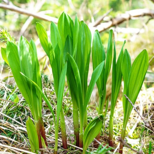 Semi di aglio selvatico, perenni semi di medicinali semi di da cucina da giardino roccioso 250pcs