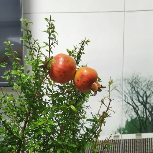 semi resistenti di melograno nano - esotici giardino roccioso decorazione 350pcs