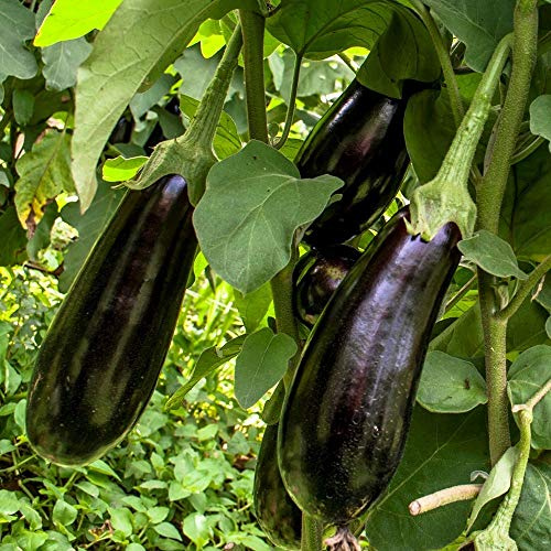 Black Beauty Bio-Aubergine Samen für ca. 15 Pflanzen - ertragreiche Sorte mit dunkelvioletten Früchten