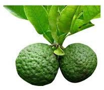 20 pcs Kaffir Lime Tree Seeds