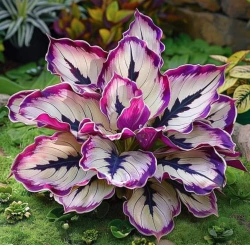 Hosta ，Seltene nknolle，Bepflanzen von Staudengärten, Winterhart SelteneWinterhart MehrjäHrig Schönes -5 zwiebeln-c
