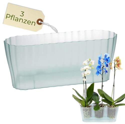 Orchideentopf Triola Glas