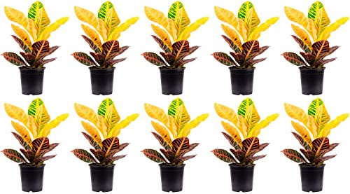 10er-Set Wunderstrauch 'Petra' - echte Zimmerpflanze, Codiaeum Petra - Höhe ca. 40 cm, Topf-Ø 13 cm