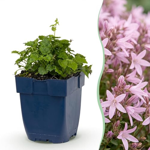 Green boutiQ - Stauden - Campanula posch. Lisduggan Variety - Rittersporn - Bodendecker - Weiß - 12 Pflanzen - Topf 11cm - Höhe 15-25cm